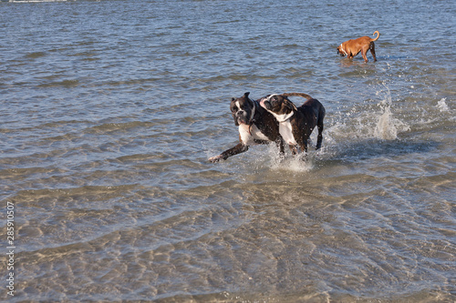Boxer running in water. Dog walking and playing in the sea. Happy pet in the wild