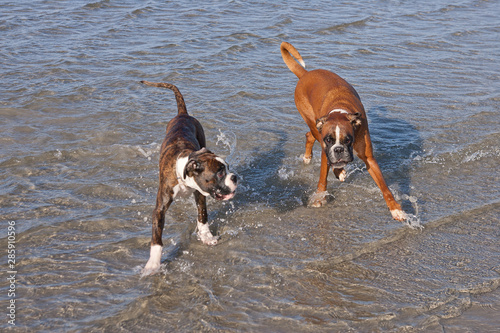 Boxer running in water. Dog walking and playing in the sea. Happy pet in the wild