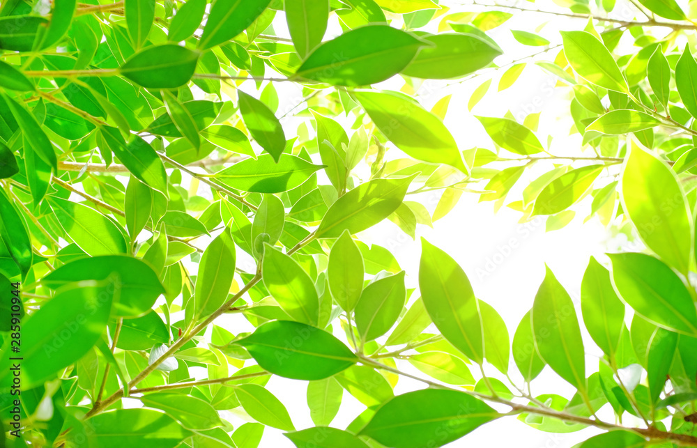 Green nature tree leaf background in morning light with copy space. Fresh natural background. Green nature tree leaf background in morning light with copy space. Fresh natural background.