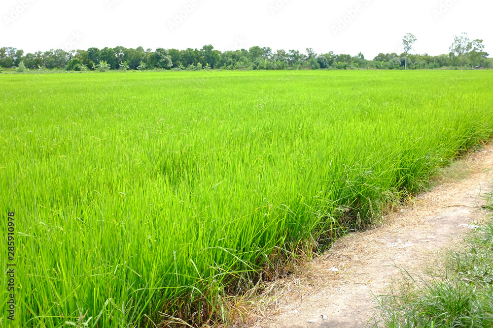 Young green rice in the rice fields background with country road. Stock  Photo | Adobe Stock