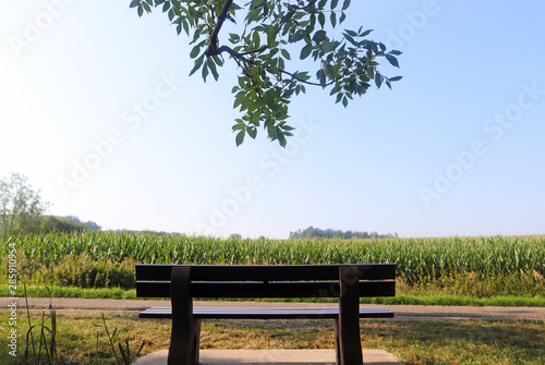 bench standing in front of a summer landscape