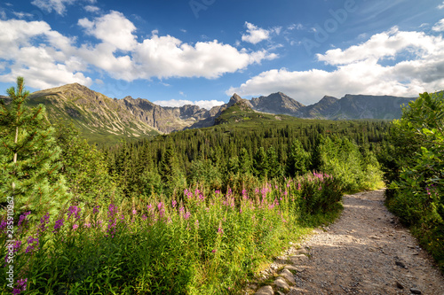Fototapeta Naklejka Na Ścianę i Meble -  View of the Tatras mountains and colorful flowers in Gasienicowa valley.