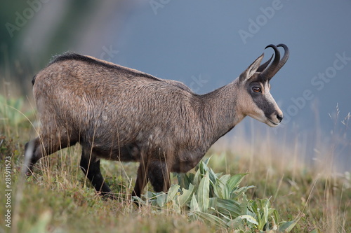 Chamois (Rupicapra rupicapra)  Vosges Mountains, France photo