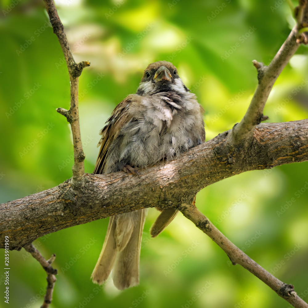 .Sparrow sitting on tree branch .Sparrow sitting on tree branch