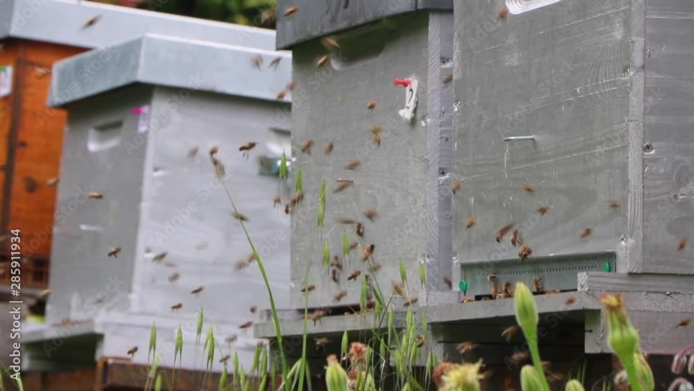 Swarm of bees next to the hive. Agriculture, nature, beekeeping & apiculture. Grass and flowers at the beehive entrance. Insects, Honey, wax, propolis, royal jelly, pollen. Full HD, South France. Swarm of bees next to the hive. Agriculture, nature, beekeeping & apiculture. Grass and flowers at the beehive entrance. Insects, Honey, wax, propolis, royal jelly, pollen. Full HD, South France.