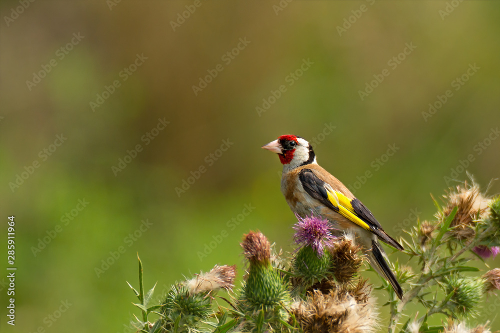 Obraz premium Bright goldfinch sitting on flowers