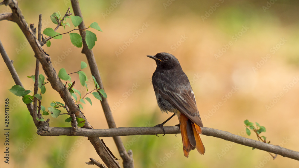 Fototapeta premium Redstart sitting on tree branch
