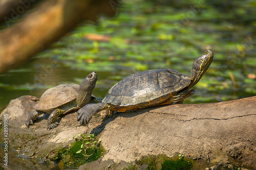 Two wild marsh turtle in the pond