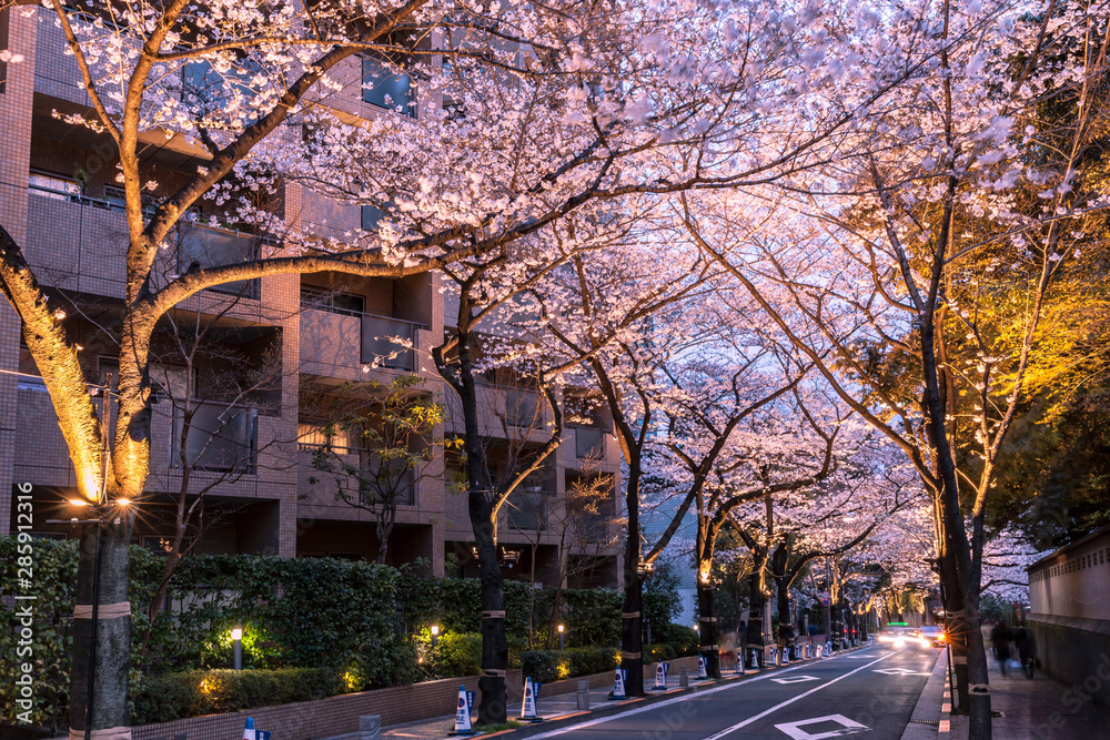 ライトアップの桜とビル　東京
