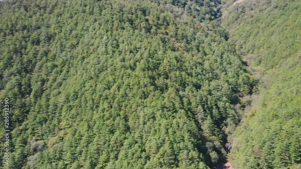 Panorama view aerial drone of coniferous pine forest in early autumn season in Taichung, Taiwan with mountain range in background and countryside. 4K. Panorama view aerial drone of coniferous pine forest in early autumn season in Taichung, Taiwan with mountain range in background and countryside. 4K.