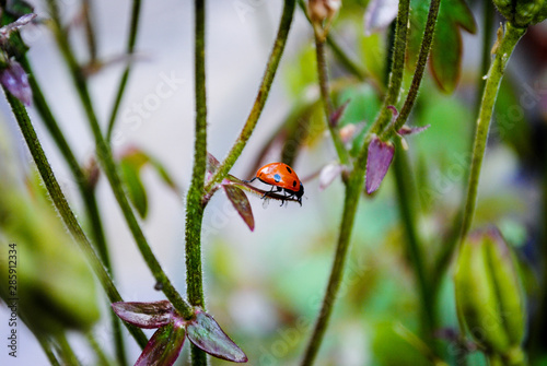 Young ladybug on bright green leaves
