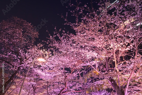 ライトアップの桜とビル 東京