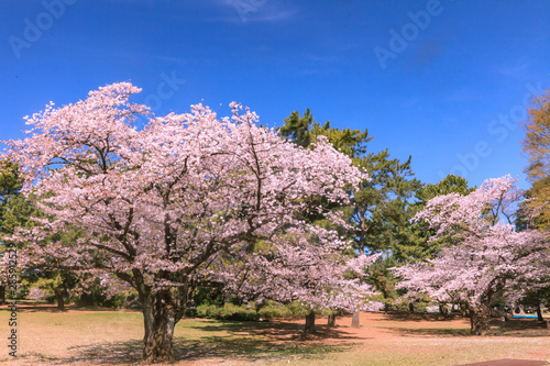 桜