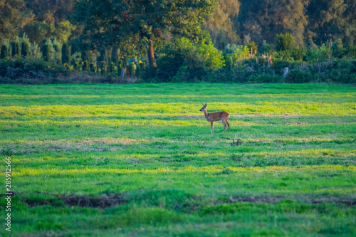 in the evening you can see deer in the fields