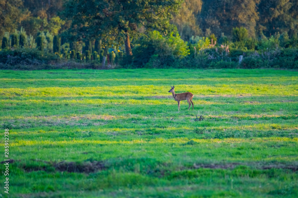 Fototapeta premium in the evening you can see deer in the fields