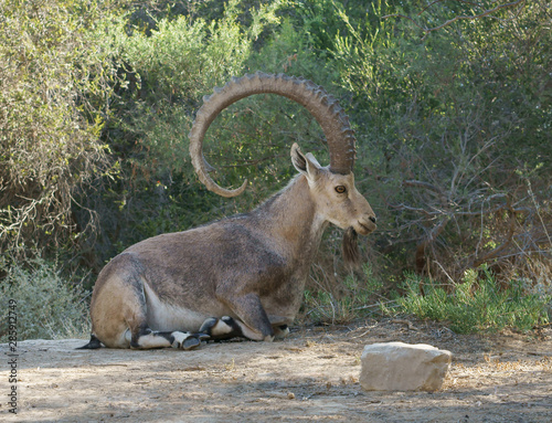 Nubian ibex  Capra nubiana sinaitica  with huge horns lies in shade of plants in Sde Boker. Negev desert of southern Israel