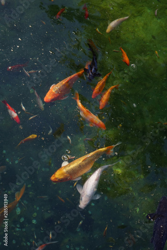 Colorful Koi fish in a pond © Photobank