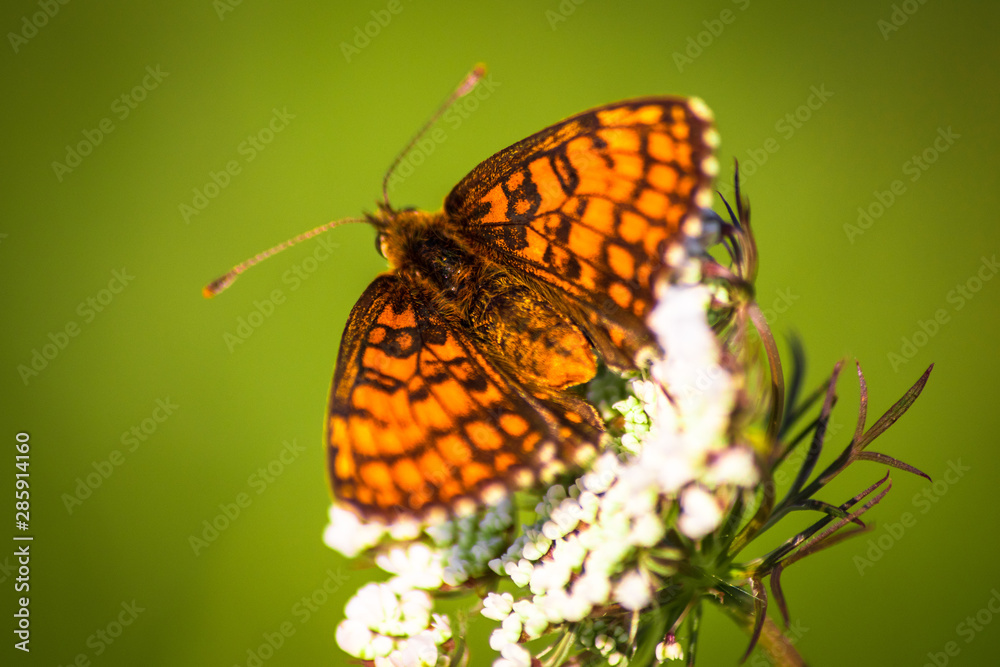Fototapeta premium Macro shot of butterfly on wild flower on a meadow 