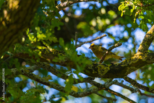 a greenfinch sits in  a tree and looks for food