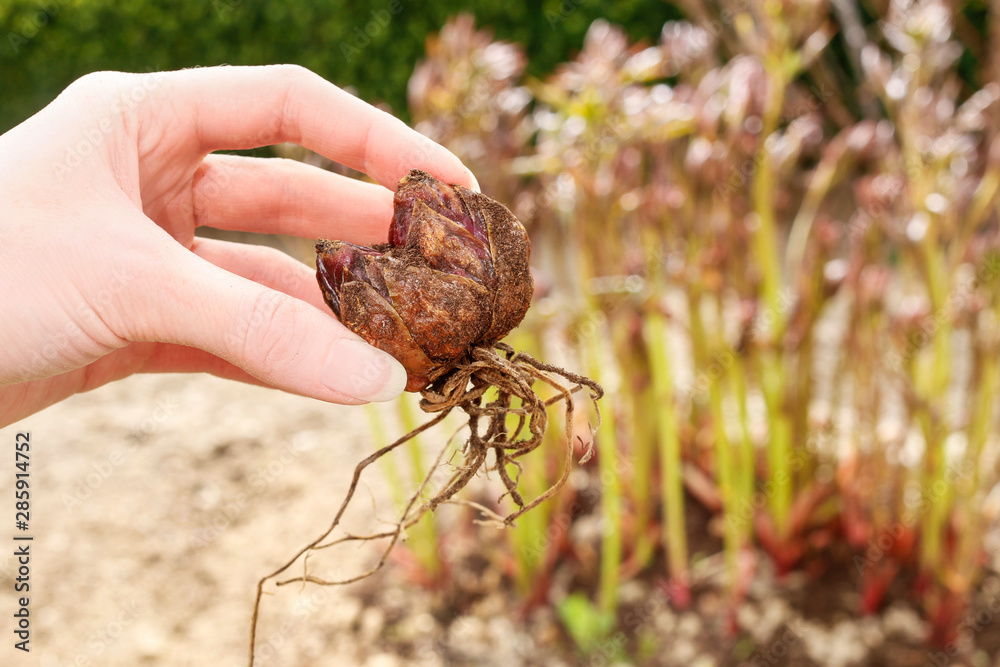 Woman holds the lily rhizome in the garden.