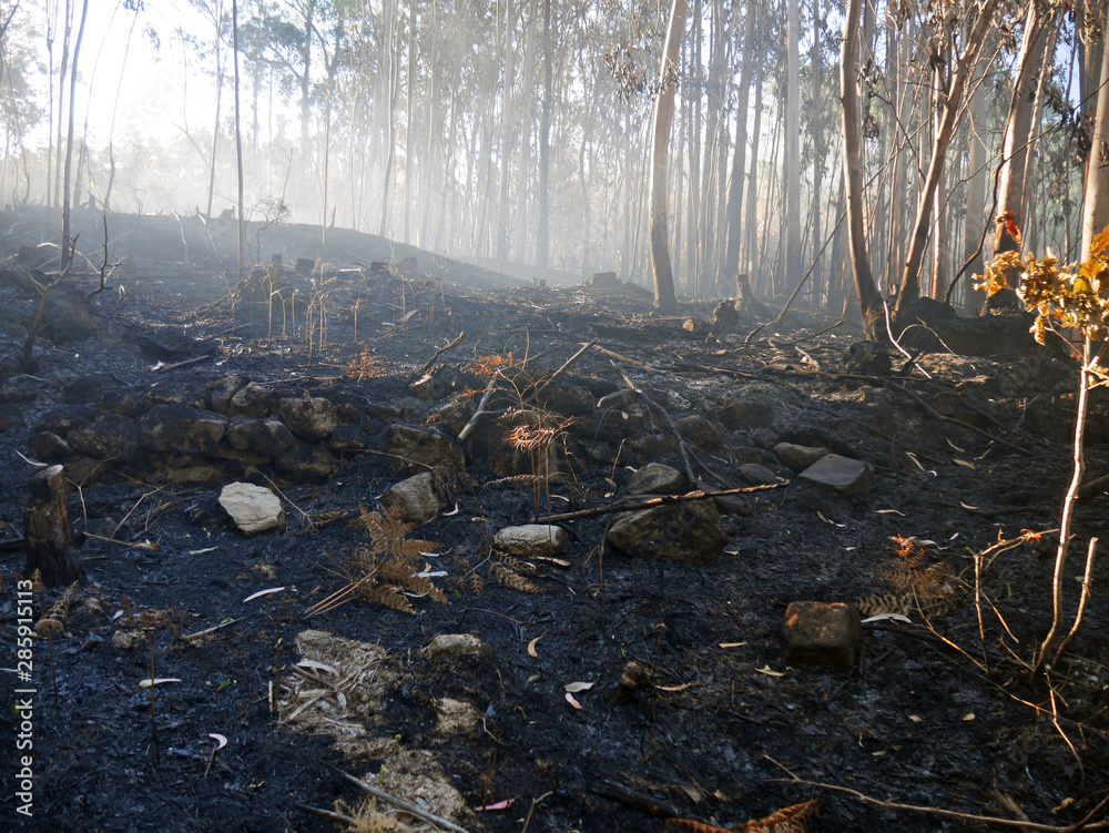 Obraz premium after fire in forest