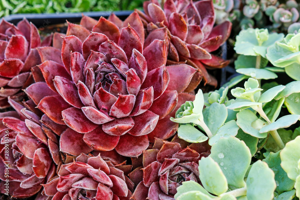 Beautiful succulent plants for rockery garden. Beautiful succulent plants for rockery garden.