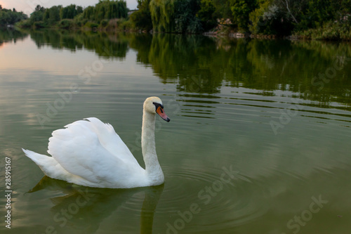 Evening swan on the lake. White swan on the lake.