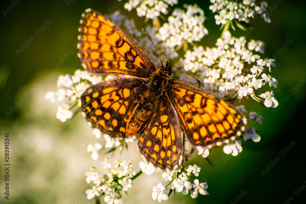 Obraz premium Macro shot of butterfly on wild flower on a meadow 