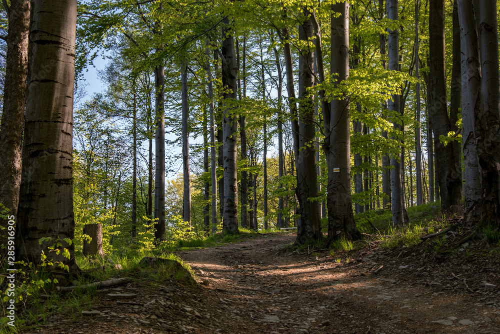 Obraz premium Leśna ścieżka
