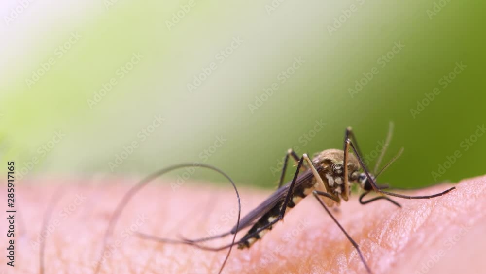 Aedes aegypti Mosquito. Close up a Mosquito sucking human blood,Mosquito Vector-borne diseases,Chikungunya.Dengue fever.Rift Valley fever.Yellow fever.Zika.Mosquito on skin Aedes aegypti Mosquito. Close up a Mosquito sucking human blood,Mosquito Vector-borne diseases,Chikungunya.Dengue fever.Rift Valley fever.Yellow fever.Zika.Mosquito on skin