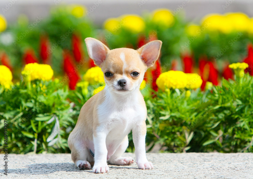 Cute puppy sitting on the street. A small dog posing on a background of flowers. Portrait of a Chihuahua from a front view. Horizontal image. Close up. Copy space. Cute puppy sitting on the street. A small dog posing on a background of flowers. Portrait of a Chihuahua from a front view. Horizontal image. Close up. Copy space.