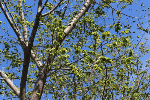  Maples bloom in spring in the park © Yuliya