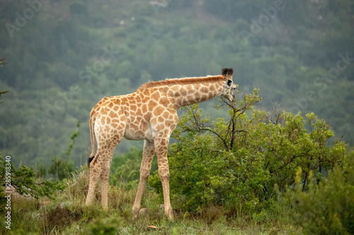 Giraffe southafrica