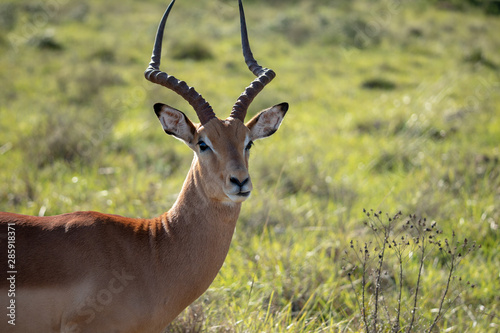 impala