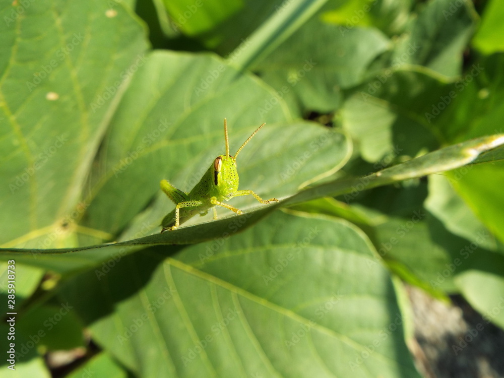 バッタ 幼体 grasshopper