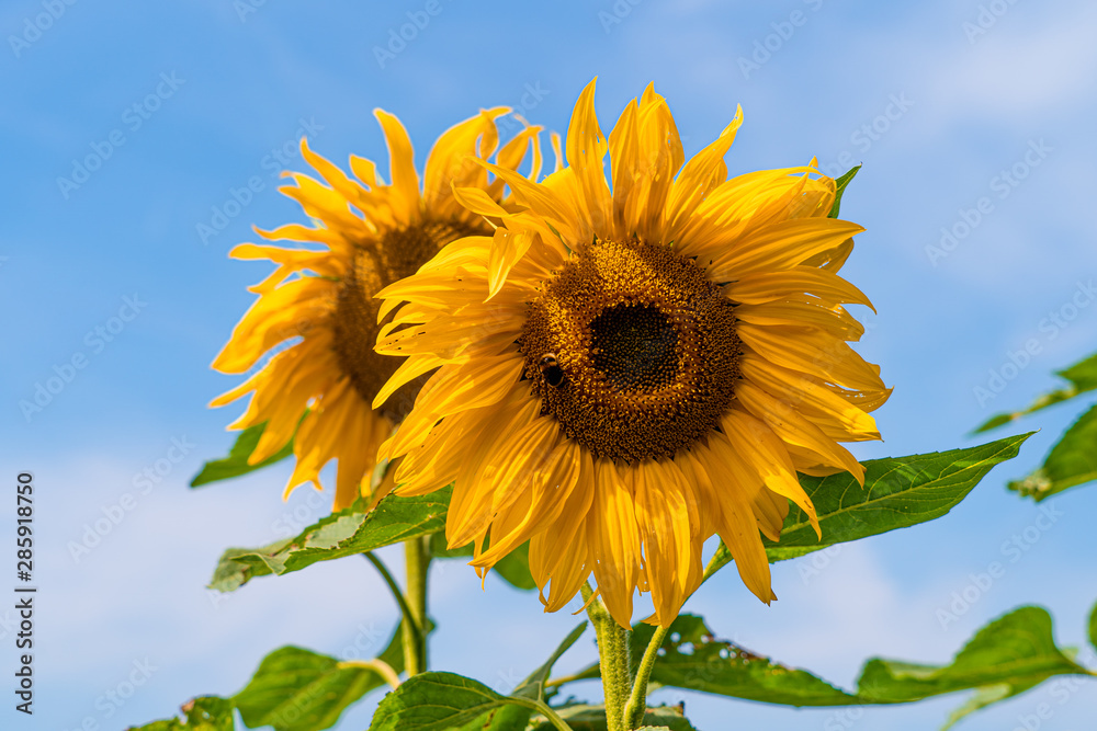 large close up view of sun flowers with bees pollinating on sunny august day in hertfordshire england large close up view of sun flowers with bees pollinating on sunny august day in hertfordshire england