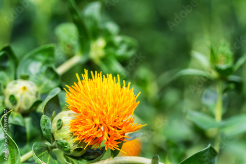 Safflower flowers in a field photo
