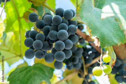 Large bunch of grapes Isabella hang from a vine, Close Up of red wine grapes.