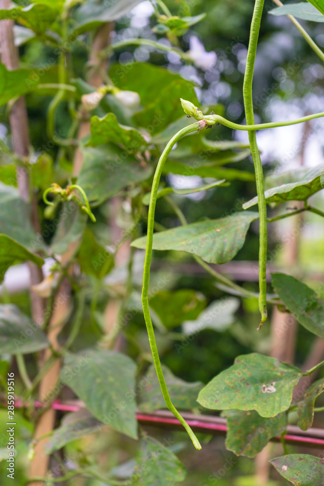 Long bean plants in growth at vegetable garden.
