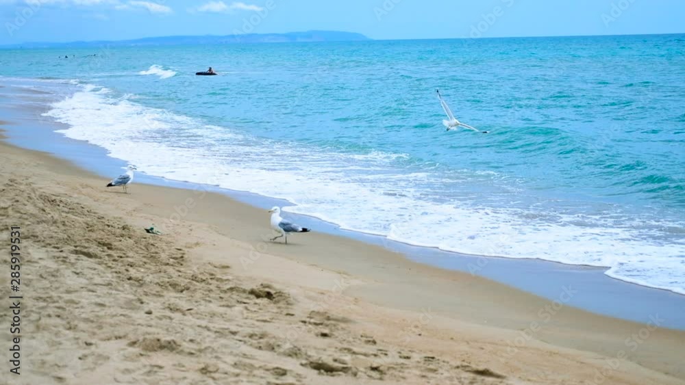 Seagull is walking along the seashore, ocean. Sea is storming, unrecognizable people are swimming in the background. Seagull is walking along the seashore, ocean. Sea is storming, unrecognizable people are swimming in the background.