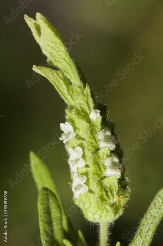 Lavandula viridis green lavender or white lavender rare species of Lavender that only grows wild in the southwest of the Iberian Peninsula
