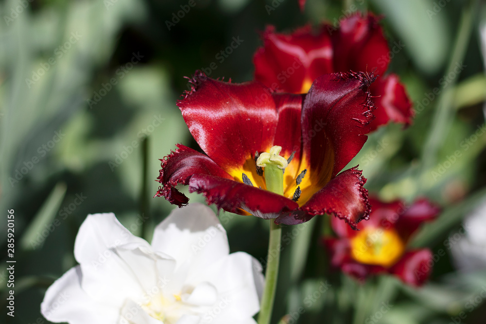 Red dark tulip flower close-up. Tulip with fringed petals with a yellow pestle. A flower grows in a field with a blurred.