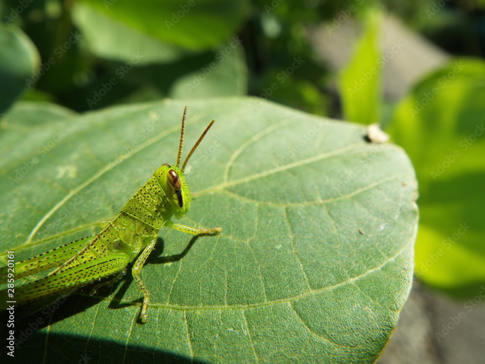 バッタ 幼体 grasshopper バッタ 幼体 grasshopper