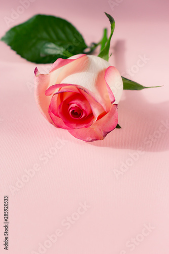 Single white and pink rose bud on a pink background. Femininity  tenderness and symbol of chastity and virginity. Copyspace for text  top view  flat lay  vertical photo.