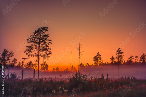 red sulriet over swamp trees photo