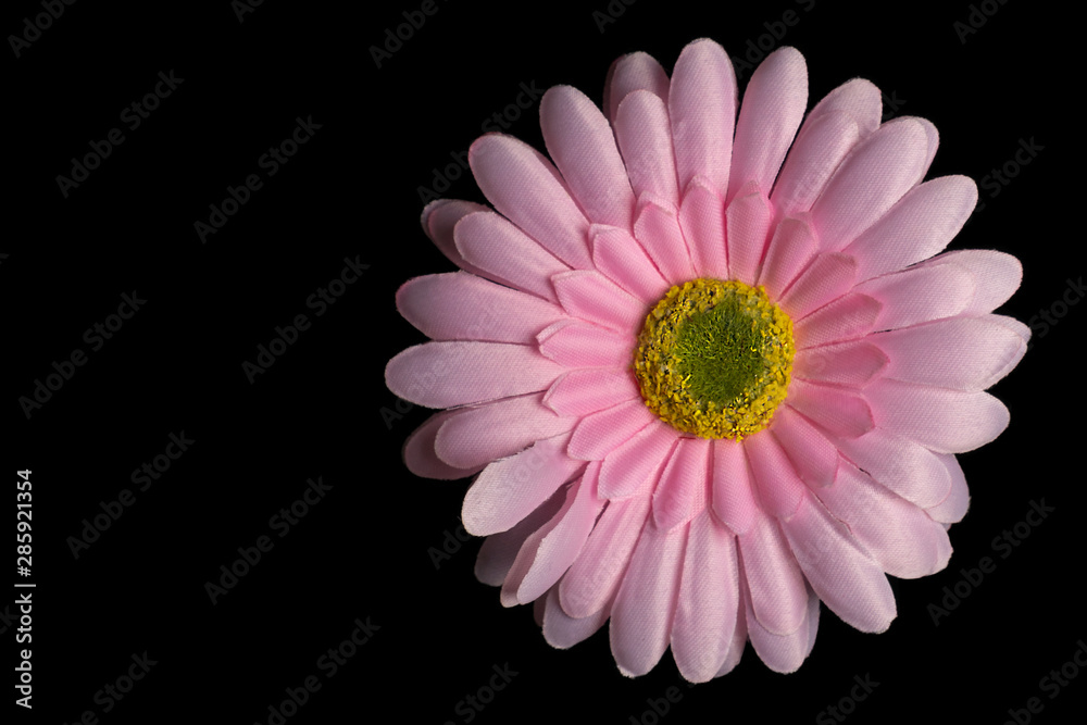 Gerber's pink flower on a black background Gerber's pink flower on a black background