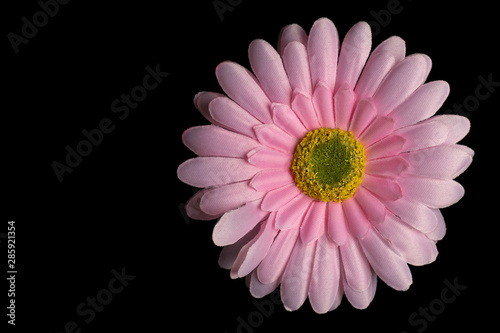 Gerber s pink flower on a black background