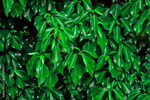 leaves