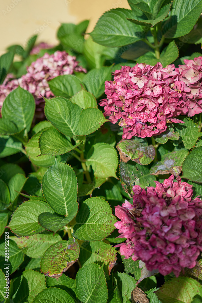 Hydrangea, hortenses growing on a natural environment Hydrangea, hortenses growing on a natural environment