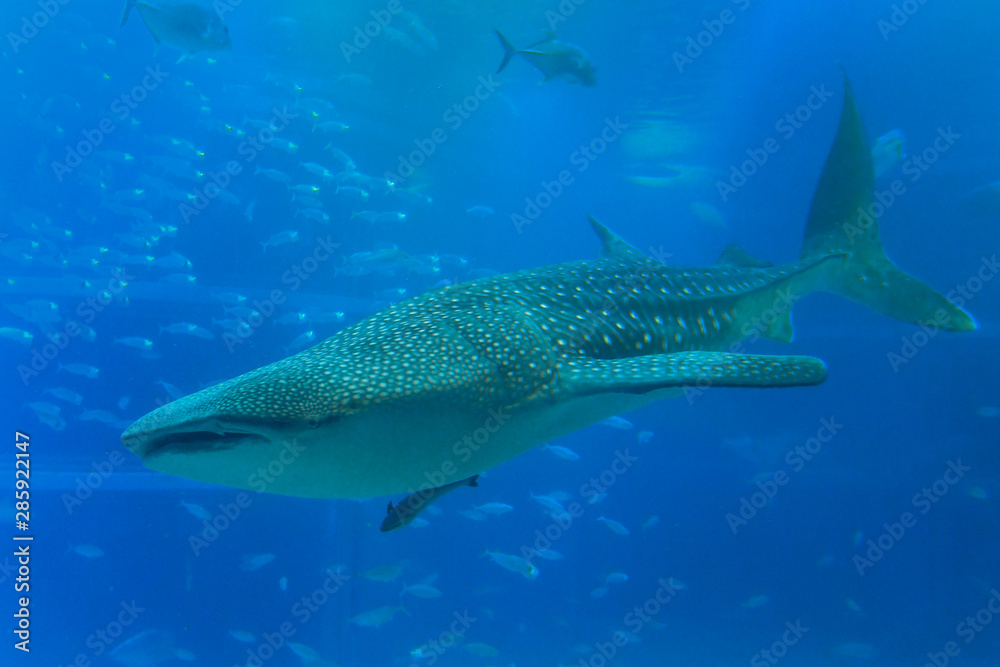 A whale shark (Rhincodon typus) in Osaka Aquarium Kaiyukan, Japan A whale shark (Rhincodon typus) in Osaka Aquarium Kaiyukan, Japan